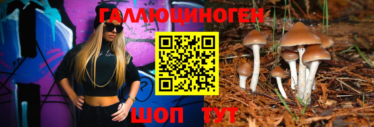 Галлюциногенные грибы Psilocybe Кольчугино
